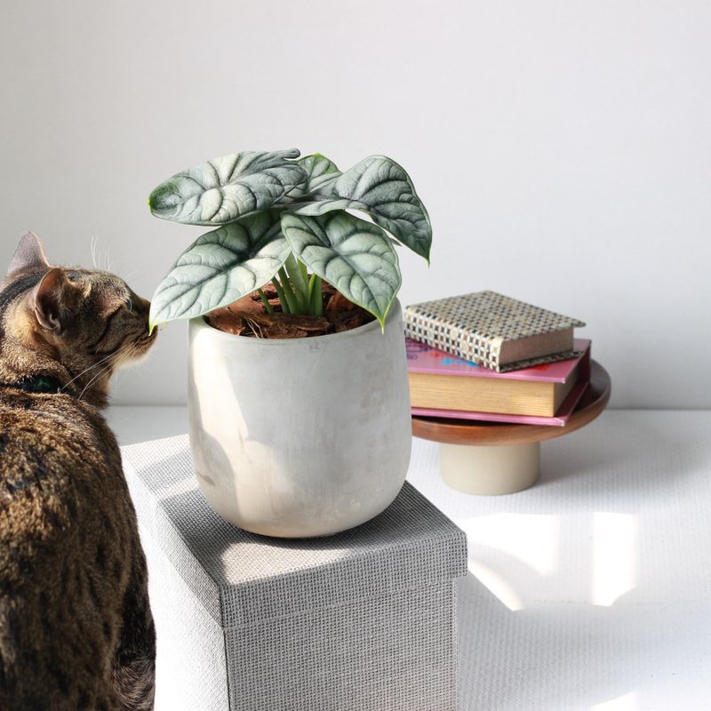 植栽 盆栽 l 大盆银龙观音莲 立体银绿叶片 室内植物 办公室盆栽 - 植栽/盆栽 - 水泥 