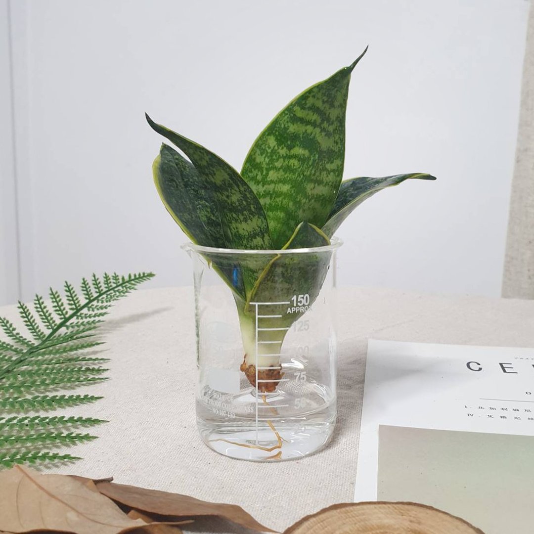 虎尾兰 水耕植物 - 植栽/盆栽 - 玻璃 透明