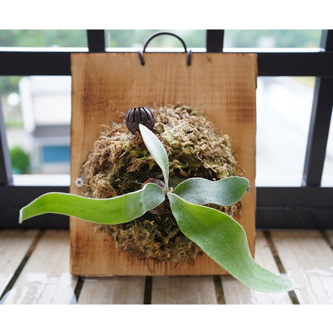 【竒植花物】银叶鹿角蕨/观叶植物/新居落成/鹿角蕨上板/生日礼物 - 植栽/盆栽 - 植物．花 
