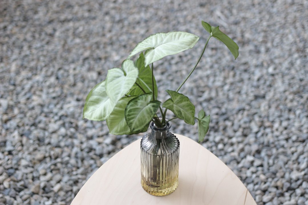 水培植栽│绿精灵合果芋_室内植物 直条纹浮雕黄绿渐层玻璃瓶 - 植栽/盆栽 - 玻璃 
