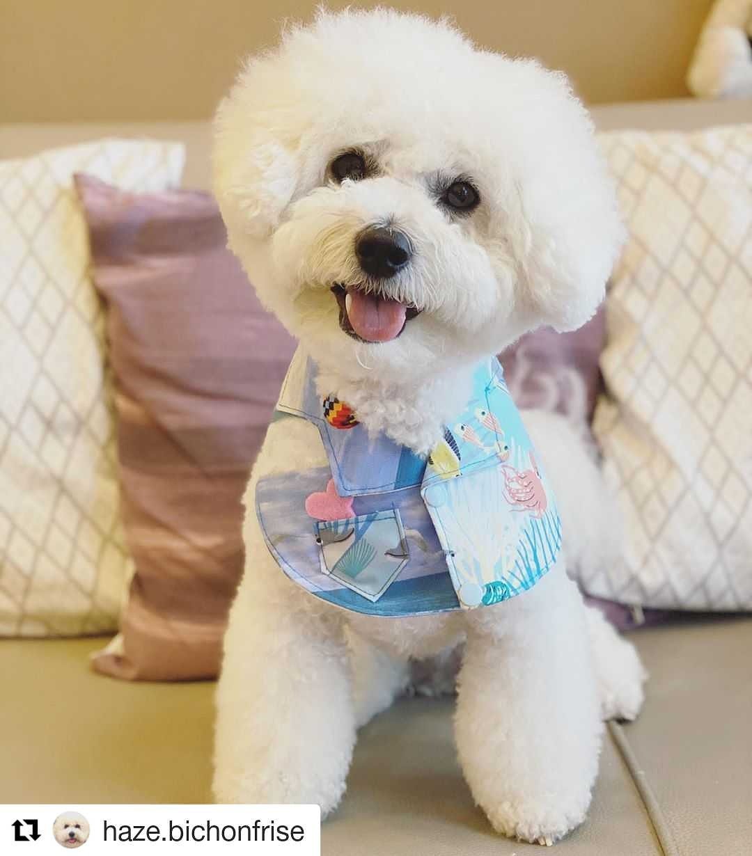 Summer Aloha 夏老威恤衫造型颈饰 宠物 猫犬 狗狗 颈项 collar - 衣/帽 - 棉．麻 蓝色