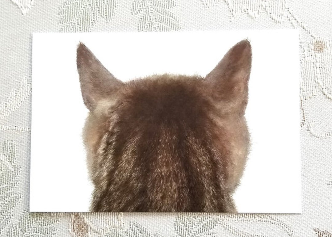猫咪后脑勺明信片 托伦 5入组 - 卡片/明信片 - 纸 白色