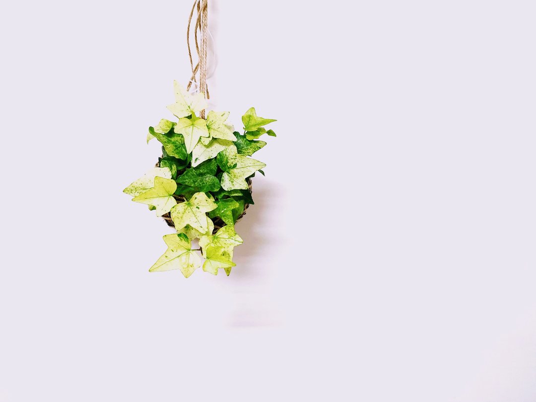 白雪姬常春藤苔球│板植│居家装饰│室内植物 - 植栽/盆栽 - 植物．花 黄色