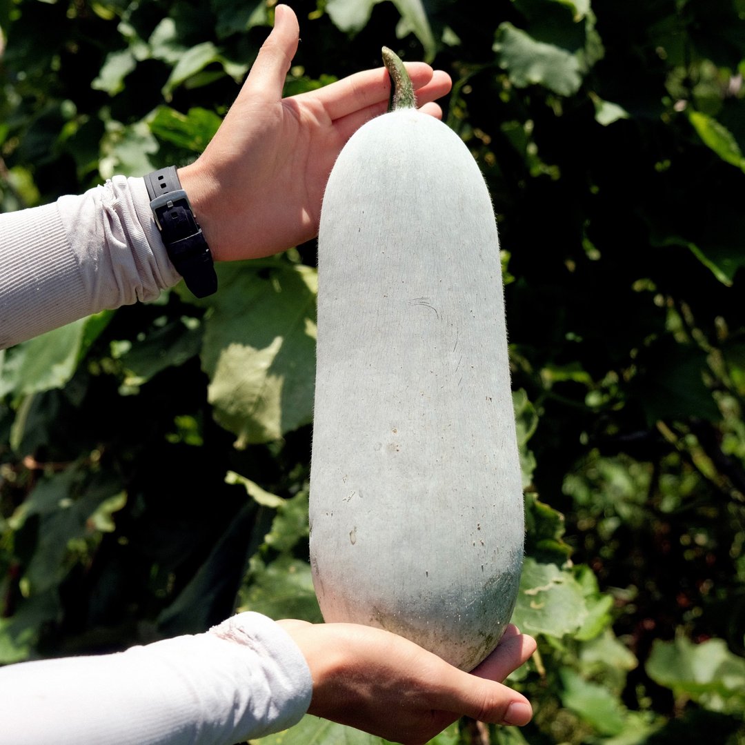 华乐冬瓜 (约2KG) - 其他 - 新鲜食材 多色