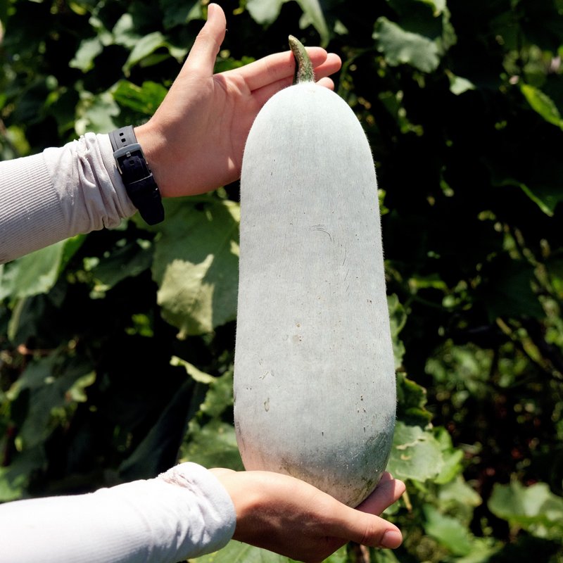 华乐冬瓜 (约2KG) - 其他 - 新鲜食材 多色