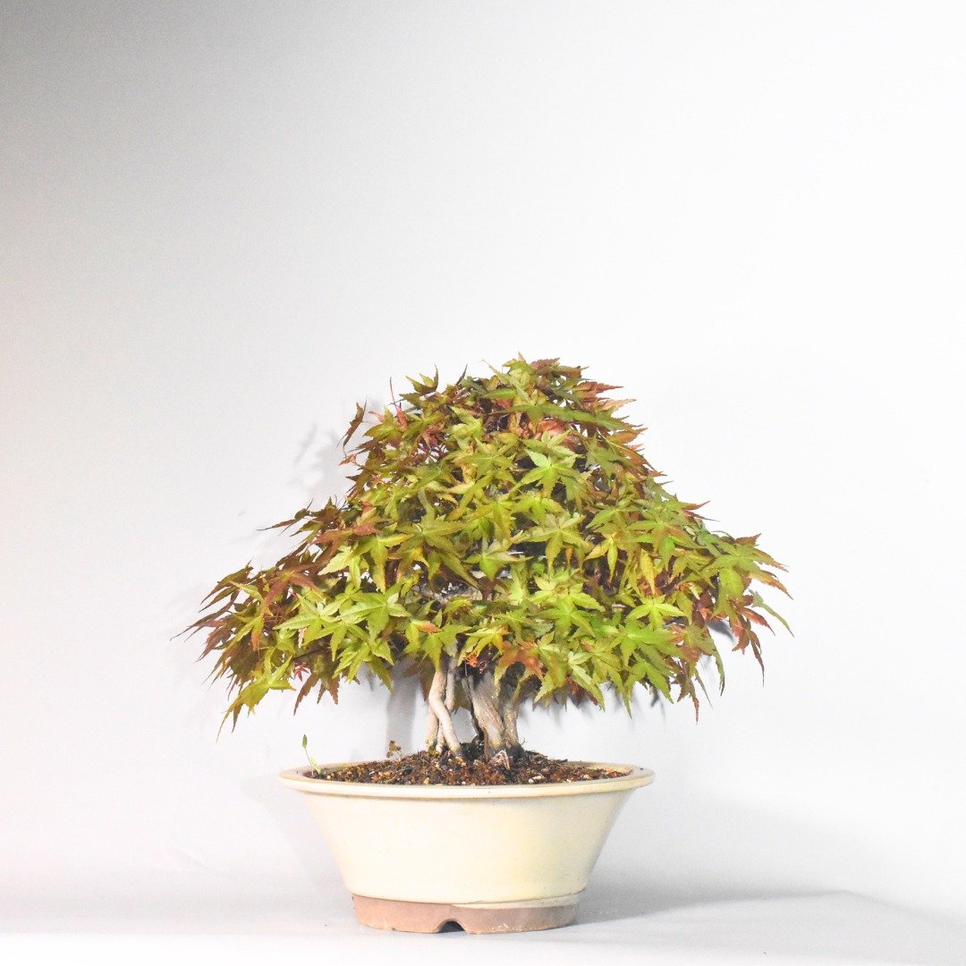 红枫 (出猩猩) Maple Deshojo | 盆景星球 Bonsai Planet - 植栽/盆栽 - 植物．花 
