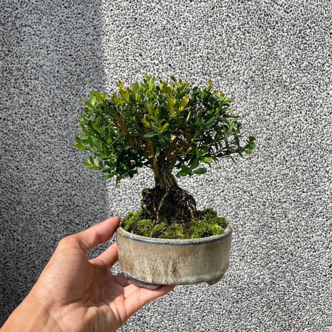 小品盆栽-金柳 雀舌黄杨 盆景 送礼 - 植栽/盆栽 - 植物．花 
