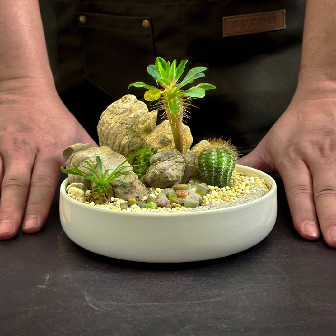 巴比伦绿洲 / 主题性定制化造景开放生态盆 - 植栽/盆栽 - 植物．花 