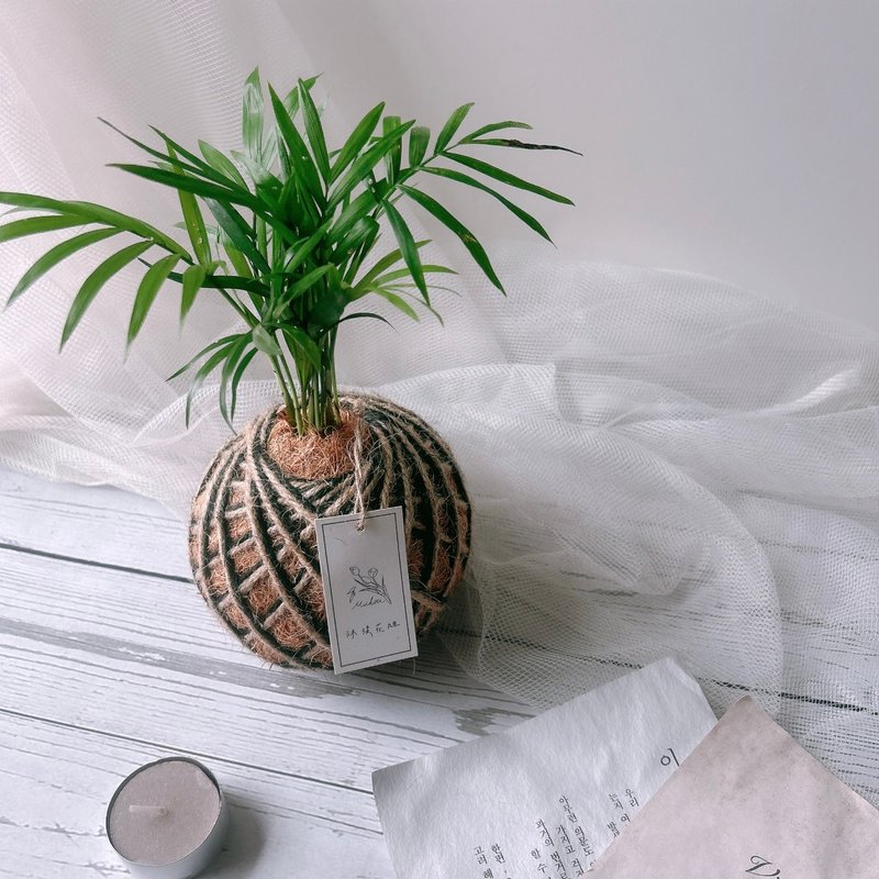 小苔球 袖珍椰子 室内植栽 办公桌植物 - 植栽/盆栽 - 植物．花 