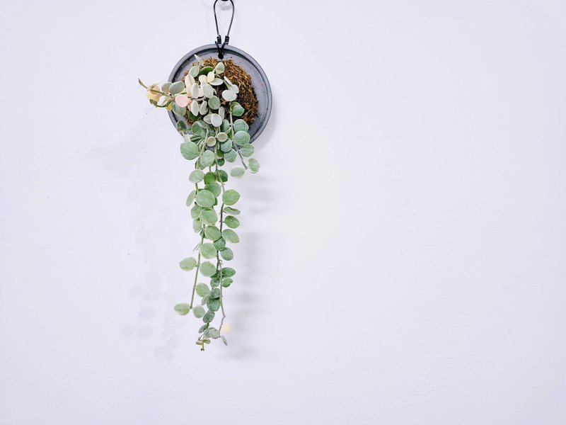 斑叶串钱藤│水泥上板植栽│阳台植物│喜光植物│观叶植物│多肉 - 植栽/盆栽 - 植物．花 多色