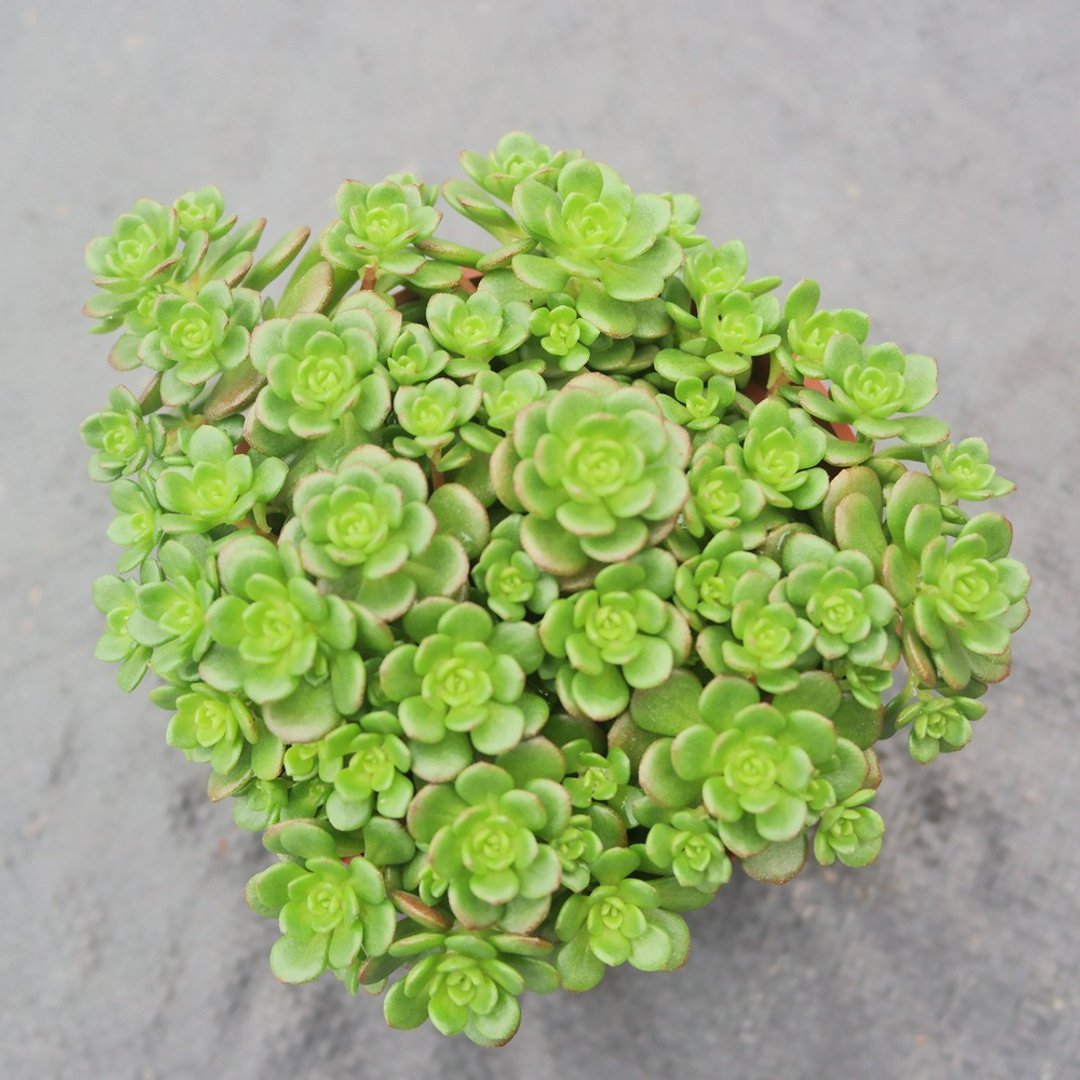 【豆豆多肉】【梅花景天】乔迁│送礼│升迁│多肉植物 - 植栽/盆栽 - 植物．花 