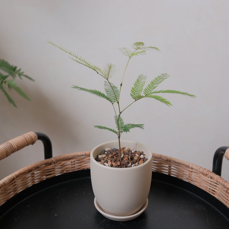 小豆树 - 植栽/盆栽 - 植物．花 