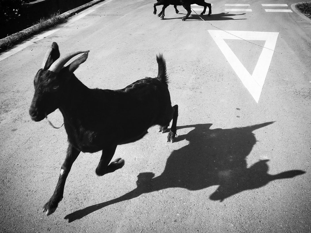 作业簿 移动记 艺术家声明 台湾黑山羊 无极 Vegan 歌词 影像 卡 - 书签 - 纸 黑色