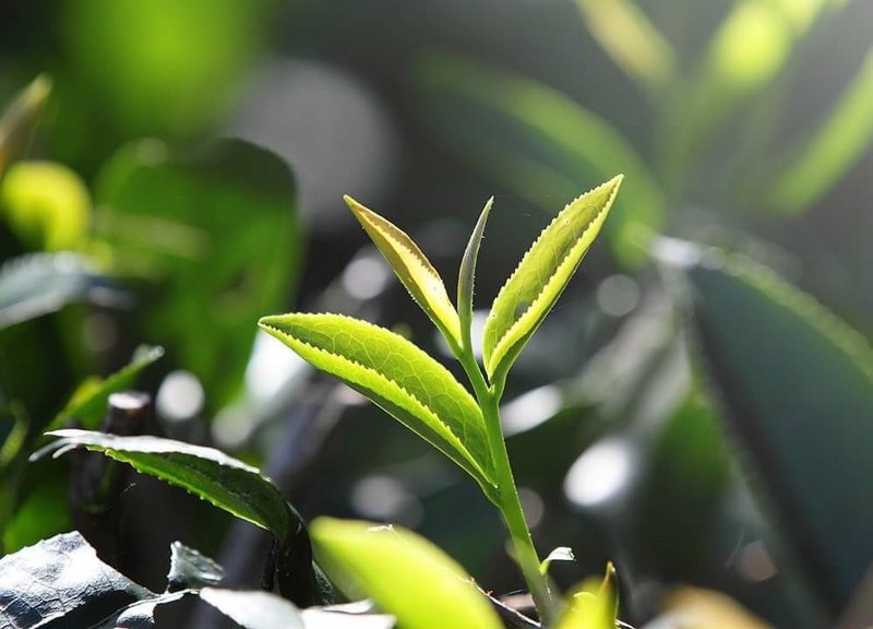 【证照班】茶叶品评二级 (台中班) - 其他 - 其他材质 