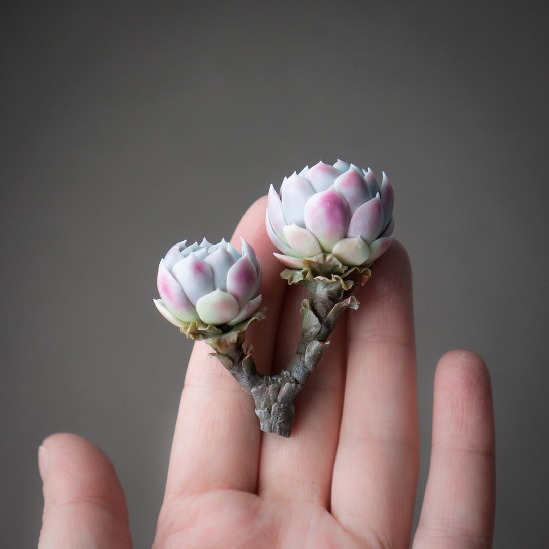 Brooch Echeveria Raspberry Ice - 胸针 - 其他材质 紫色