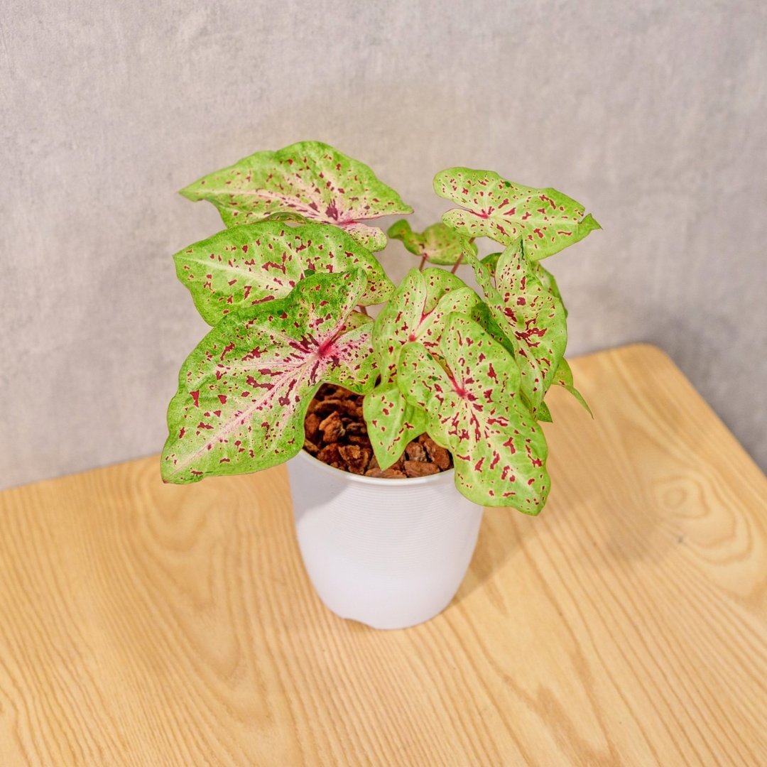 玛菲特小姐彩叶芋 日式塑陶盆 室内植物 观叶植物 礼物 办公室小 - 植栽/盆栽 - 植物．花 