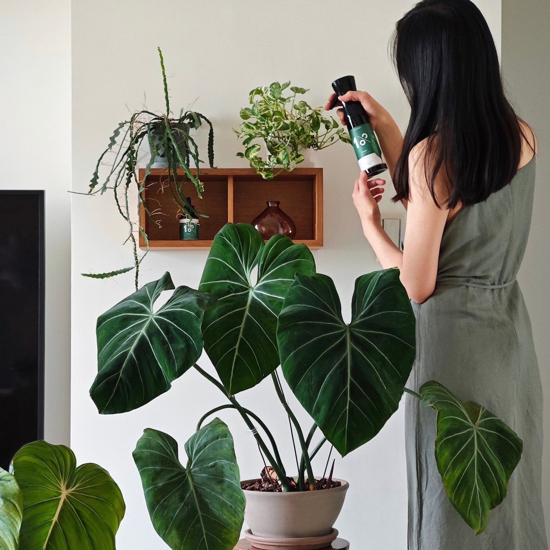 │ 植物养护 │ 1%植物精华+保养套组 - 叶面肥 天然萃取 促发芽 - 植栽/盆栽 - 玻璃 透明