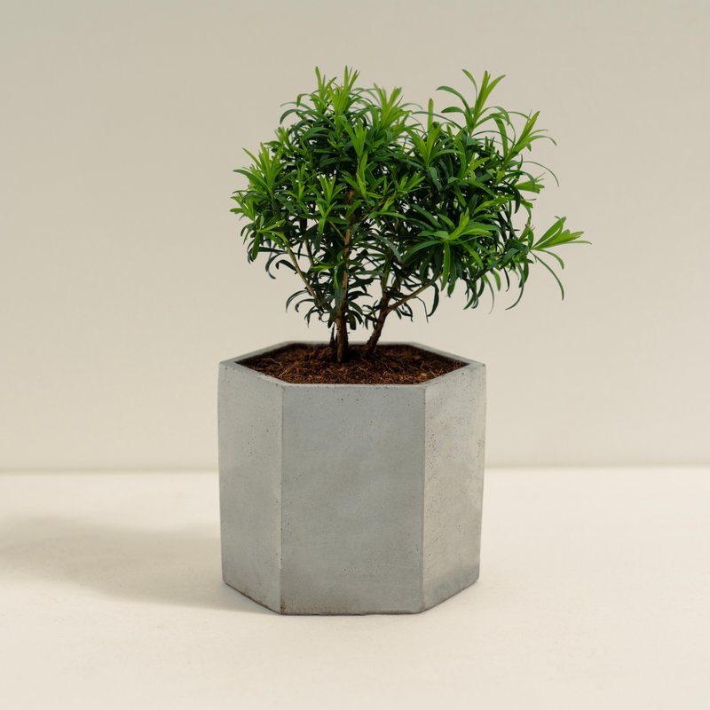 澳洲茶树│泥作系列│福所栽 - 植栽/盆栽 - 水泥 绿色