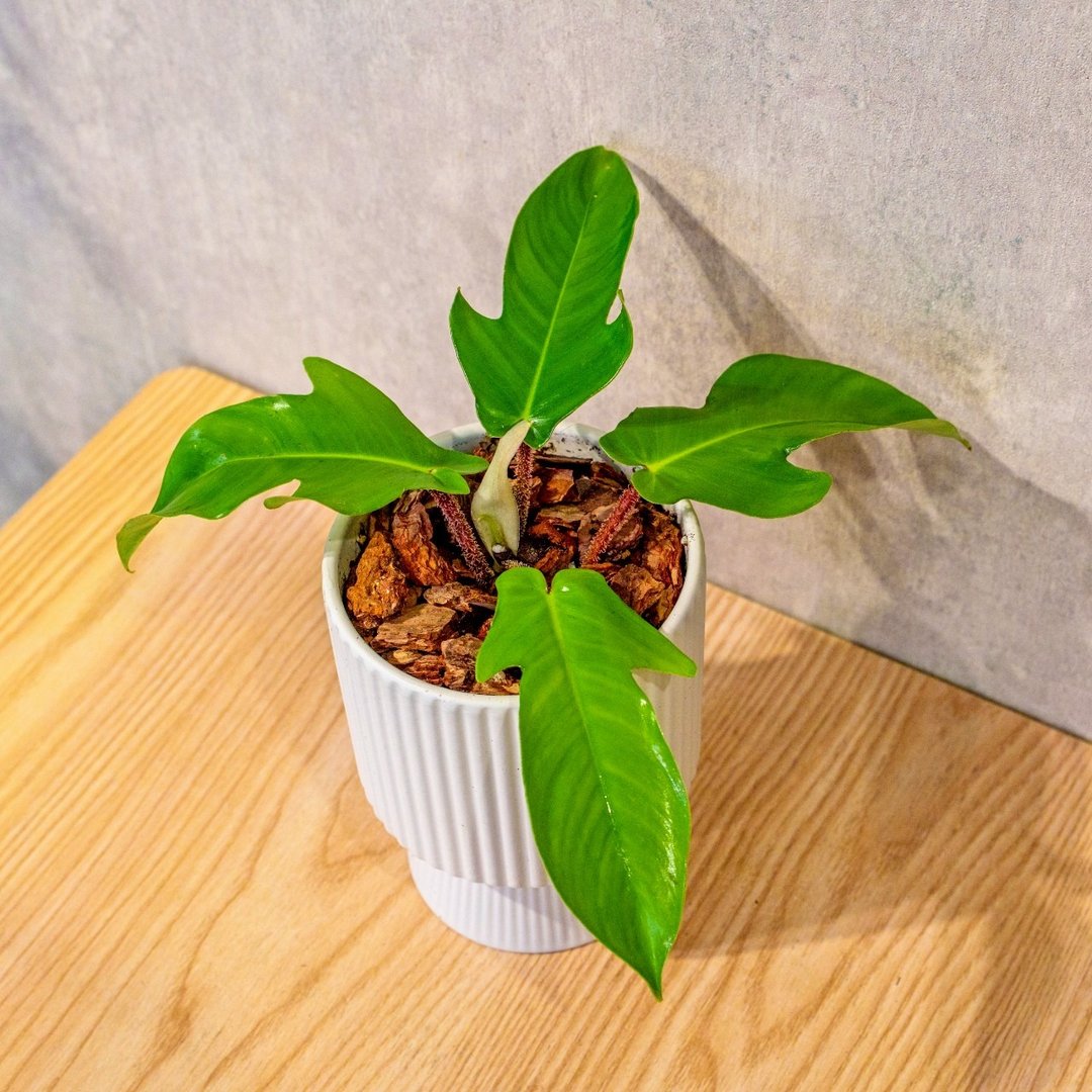 龙爪蔓绿绒白色高脚陶盆 桌上盆栽 室内植物 礼物 - 植栽/盆栽 - 陶 白色