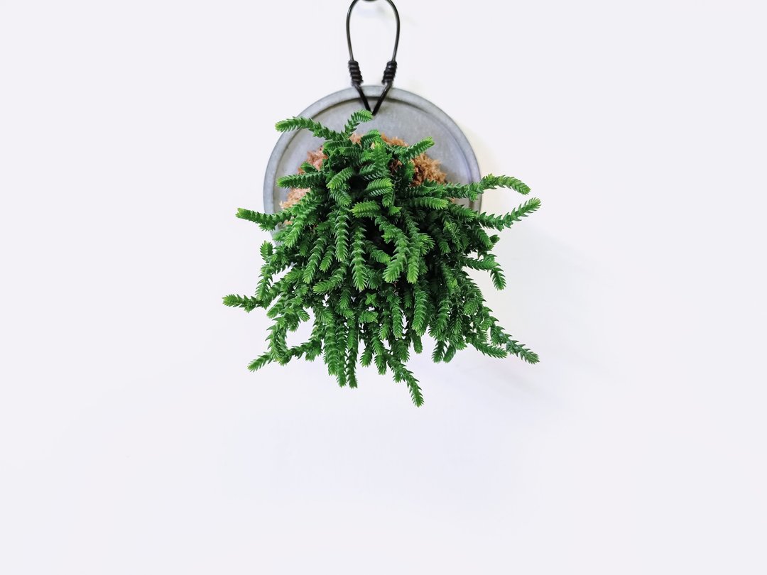 若绿│水泥上板植栽│阳台植物│喜光植物│观叶植物│多肉 - 植栽/盆栽 - 植物．花 绿色