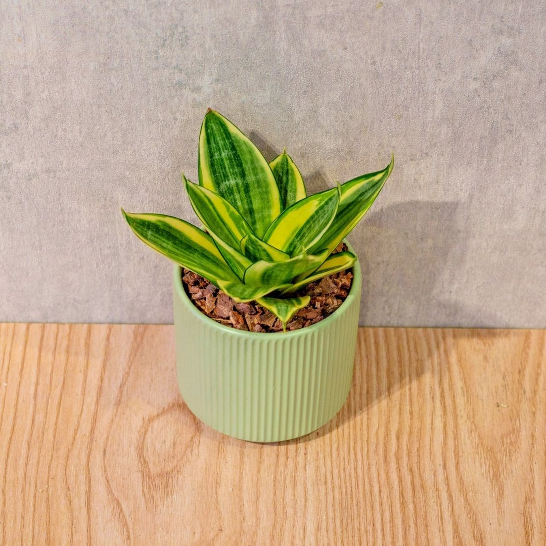 黄金虎尾兰 莫兰迪色系直纹陶盆 室内植物 观叶植物 礼物 盆栽 - 植栽/盆栽 - 植物．花 绿色