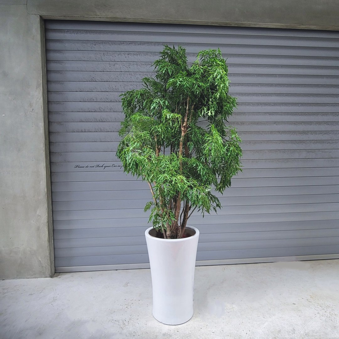 盆空间・裂叶福禄桐 植物绿化盆栽植栽 水泥盆/水磨盆 - 植栽/盆栽 - 植物．花 