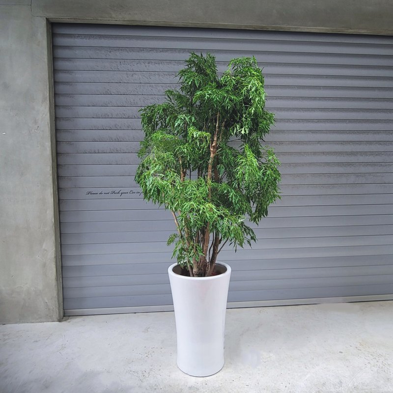 盆空间・裂叶福禄桐 植物绿化盆栽植栽 水泥盆/水磨盆 - 植栽/盆栽 - 植物．花 