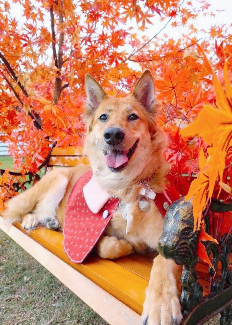 狗狗专用的冬日斗篷 - 衣/帽 - 棉．麻 红色