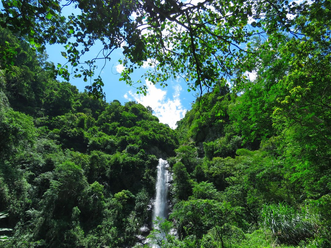 瓦拉米亲子古道健行・最凉爽的蕨之道・免费市区接驳 - 深度旅游 - 其他材质 