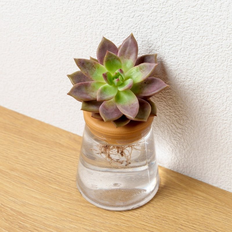 罗宾X蓝鸟 三角水耕盆栽 室内植物 观叶植物 礼物 多肉植物 水培 - 植栽/盆栽 - 植物．花 透明