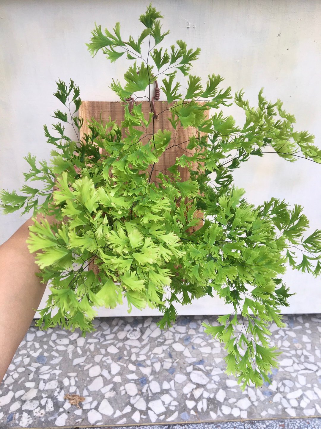 【铁线蕨】植物上板 情人节礼物 生日礼物 观叶植物 室内植物 - 植栽/盆栽 - 植物．花 