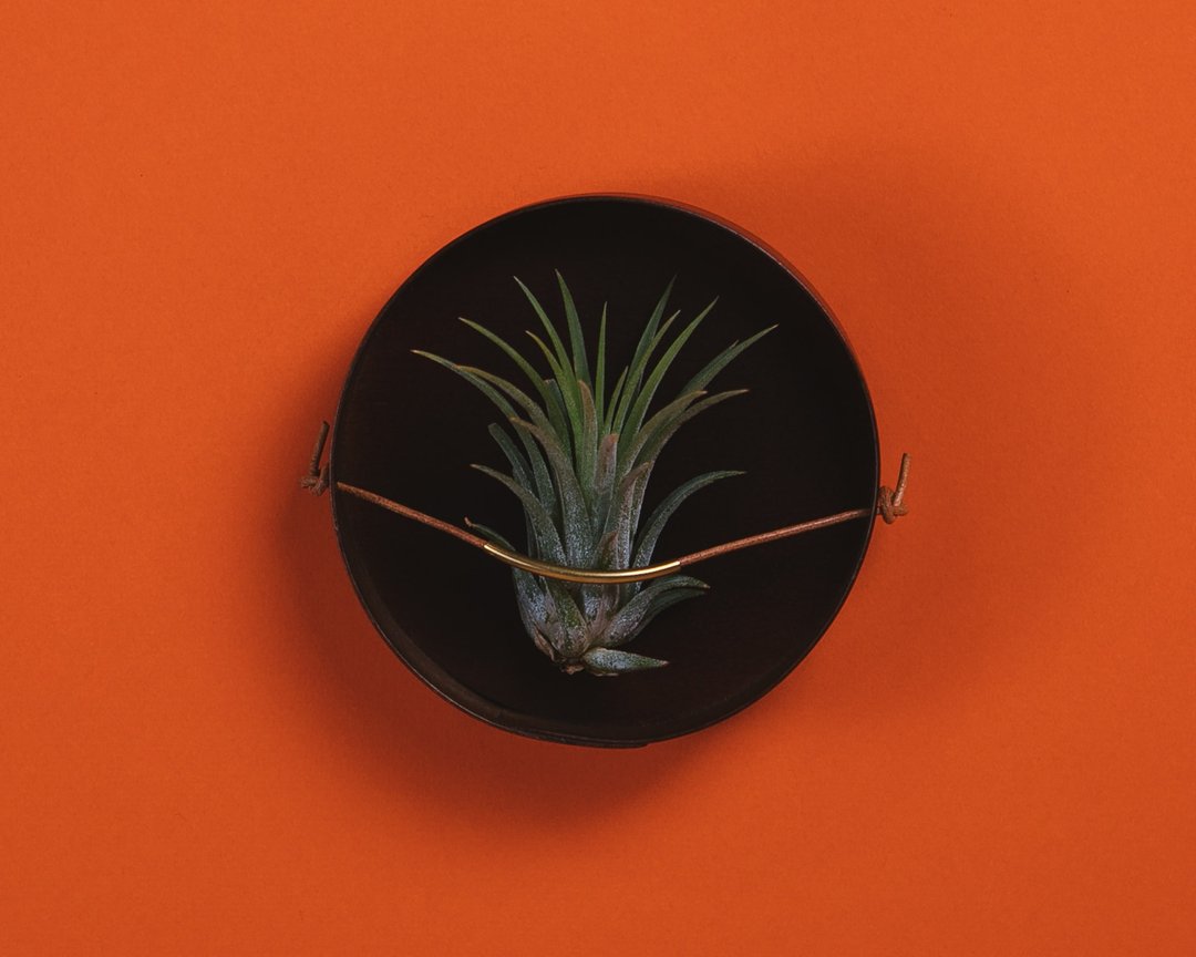 AIR PLANT HOLDER CUP- 磁吸植物盆器盒 - 胡桃色 - 花瓶/陶器 - 木头 咖啡色