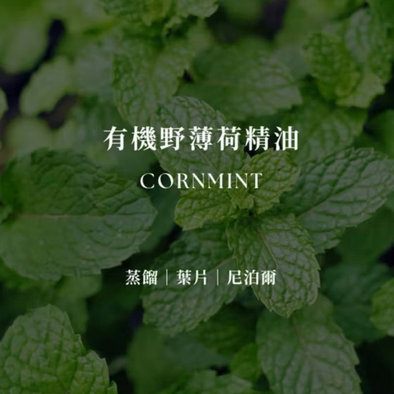有机野薄荷精油 | Organic Cornmint Essential Oil | 提神舒缓 - 香薰/精油/线香 - 精油 