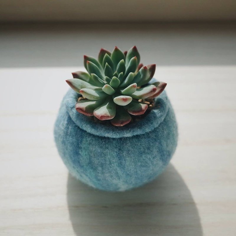 【订制品】 仙人掌/多肉植物 配 圆嘢手作羊毛花盆 M SIZE - 植栽/盆栽 - 植物．花 
