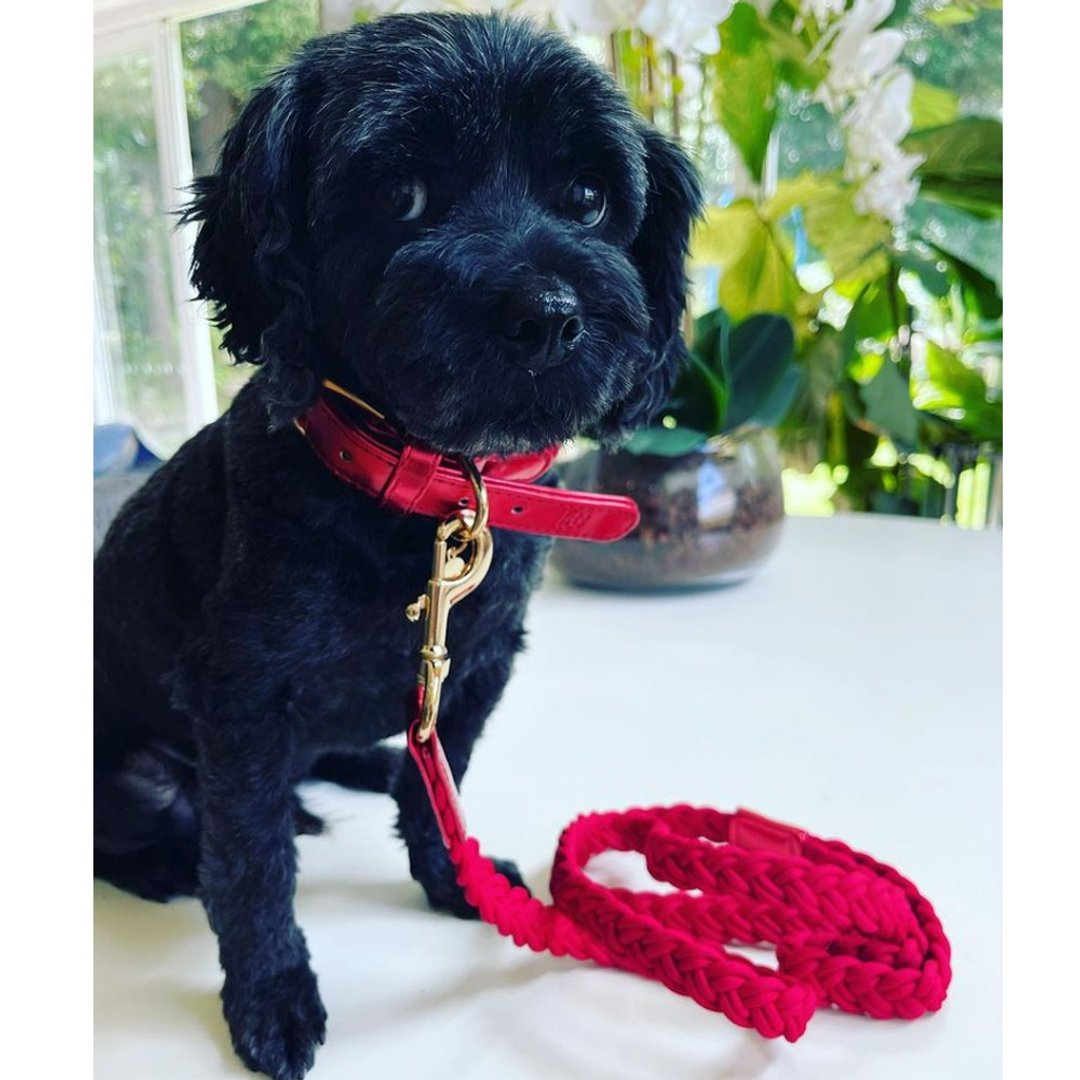 澳洲Happy Go Puppy 编织项圈-魔力红 - 项圈/牵绳 - 其他材质 