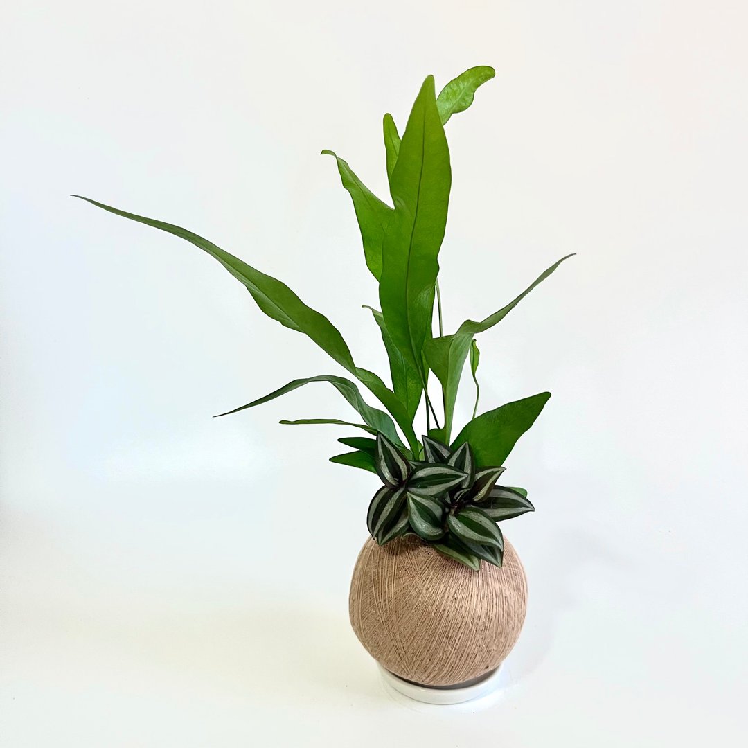 斑叶鸭跖草 / 紫叶水竹草 双品组合植栽苔球 - 植栽/盆栽 - 植物．花 