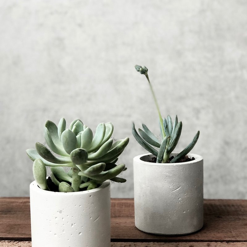 Round Series Plant Pot 6 cm. - 植栽/盆栽 - 水泥 灰色