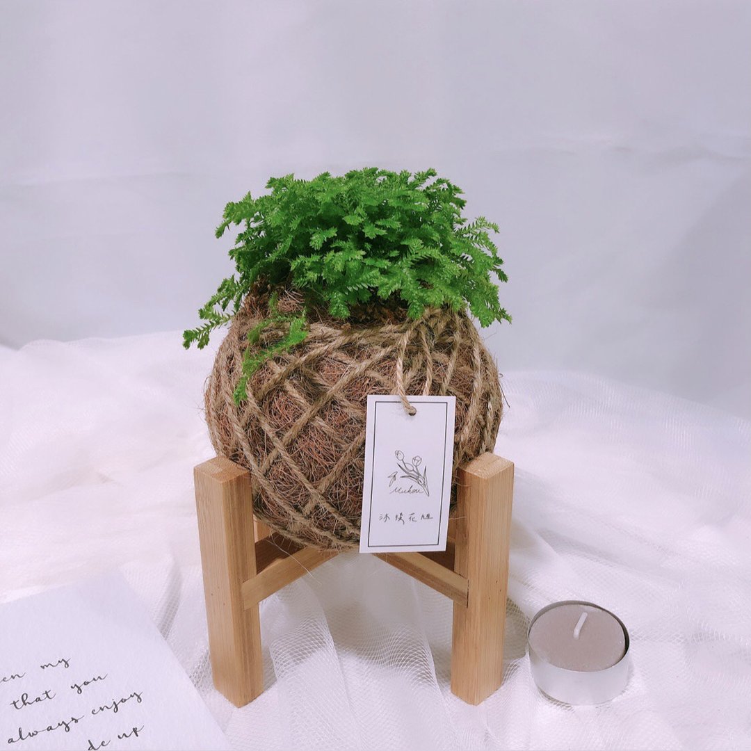 苔球 翠云草 植栽 - 植栽/盆栽 - 植物．花 