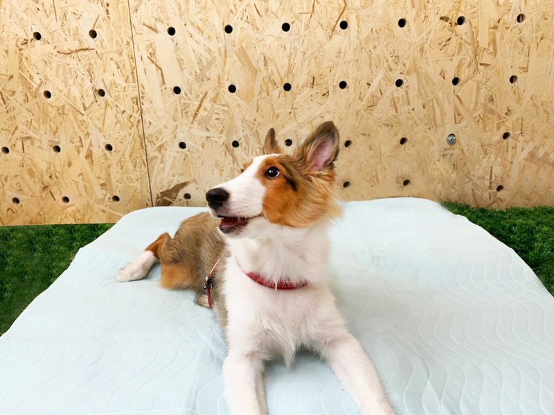 防水格尿垫 防水保洁垫 防水垫 隔尿垫 - 其他 - 棉．麻 