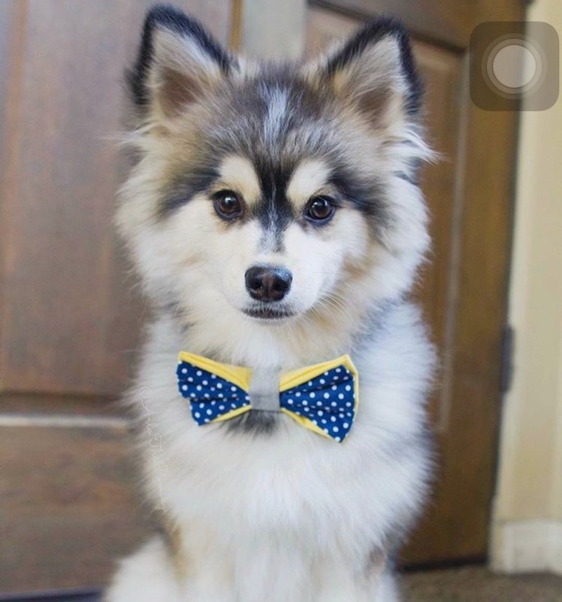 宇宙星空双层宠物煲呔颈圈 - 手作猫咪狗狗领结项圈 - 项圈/牵绳 - 棉．麻 蓝色