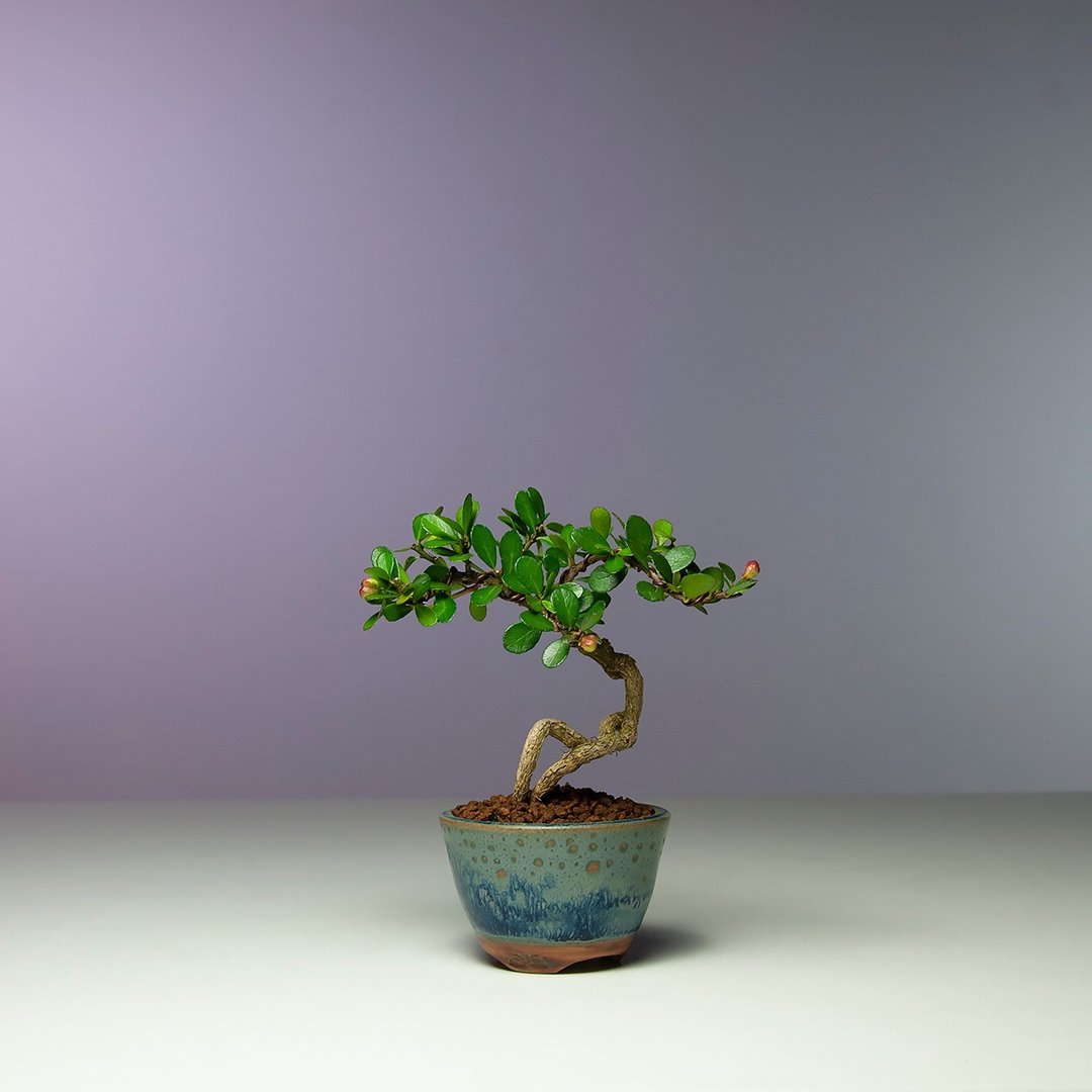 迷你豆盆景/小叶牛港刺 - 植栽/盆栽 - 植物．花 
