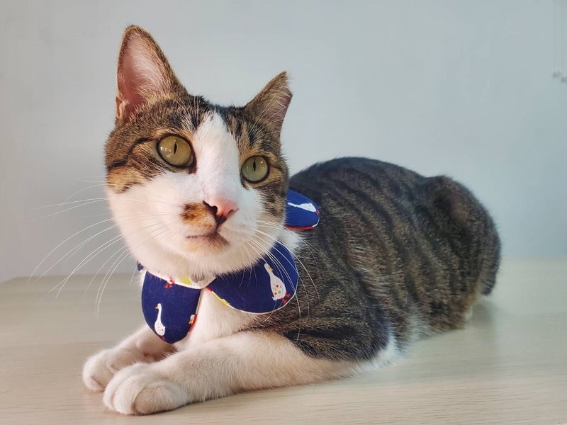 新竹手作体验课程—毛小孩项圈/宠物项圈 花瓣领圈 可双面戴 - 编织/羊毛毡/布艺 - 棉．麻 