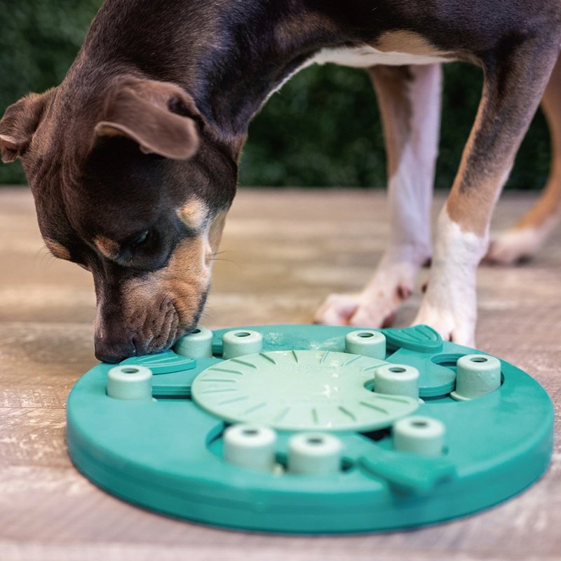 【瑞典益智玩具】冒险狗-寻宝基地 (2色)LV3 宠物玩具 - 玩具 - 橡胶 