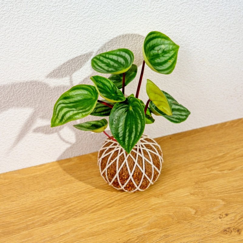 苔球植物 西瓜皮椒草苔球 苔玉 礼物 送礼 桌上盆栽 - 植栽/盆栽 - 植物．花 绿色