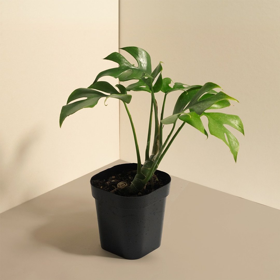 Mini 姬龟背 - 植栽/盆栽 - 植物．花 