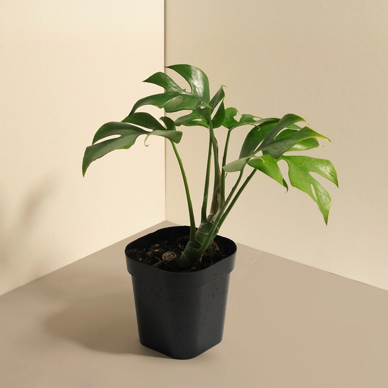 Mini 姬龟背 - 植栽/盆栽 - 植物．花 