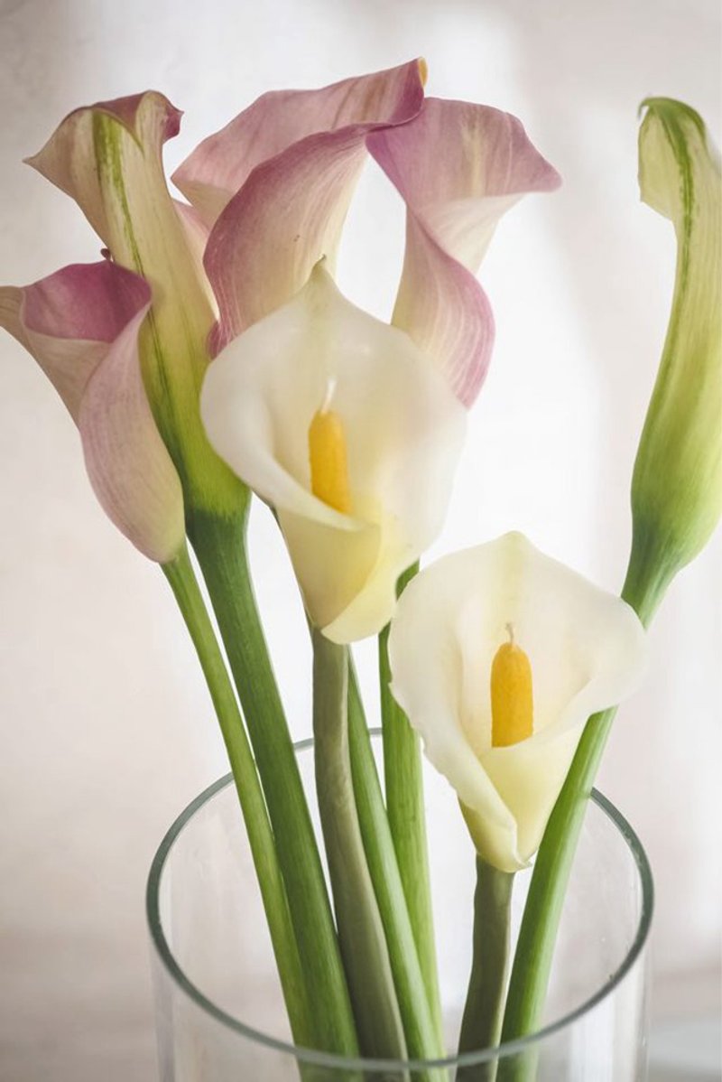 韩国蜜蜡花1日证书课 一次带回4种花--文化币可 - 蜡烛/香氛 - 蜡 