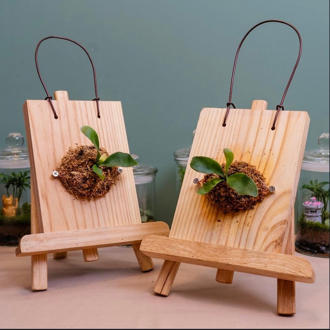 气氛小伙伴－鹿角蕨上板手作课程 可用文化币 - 植栽 - 植物．花 