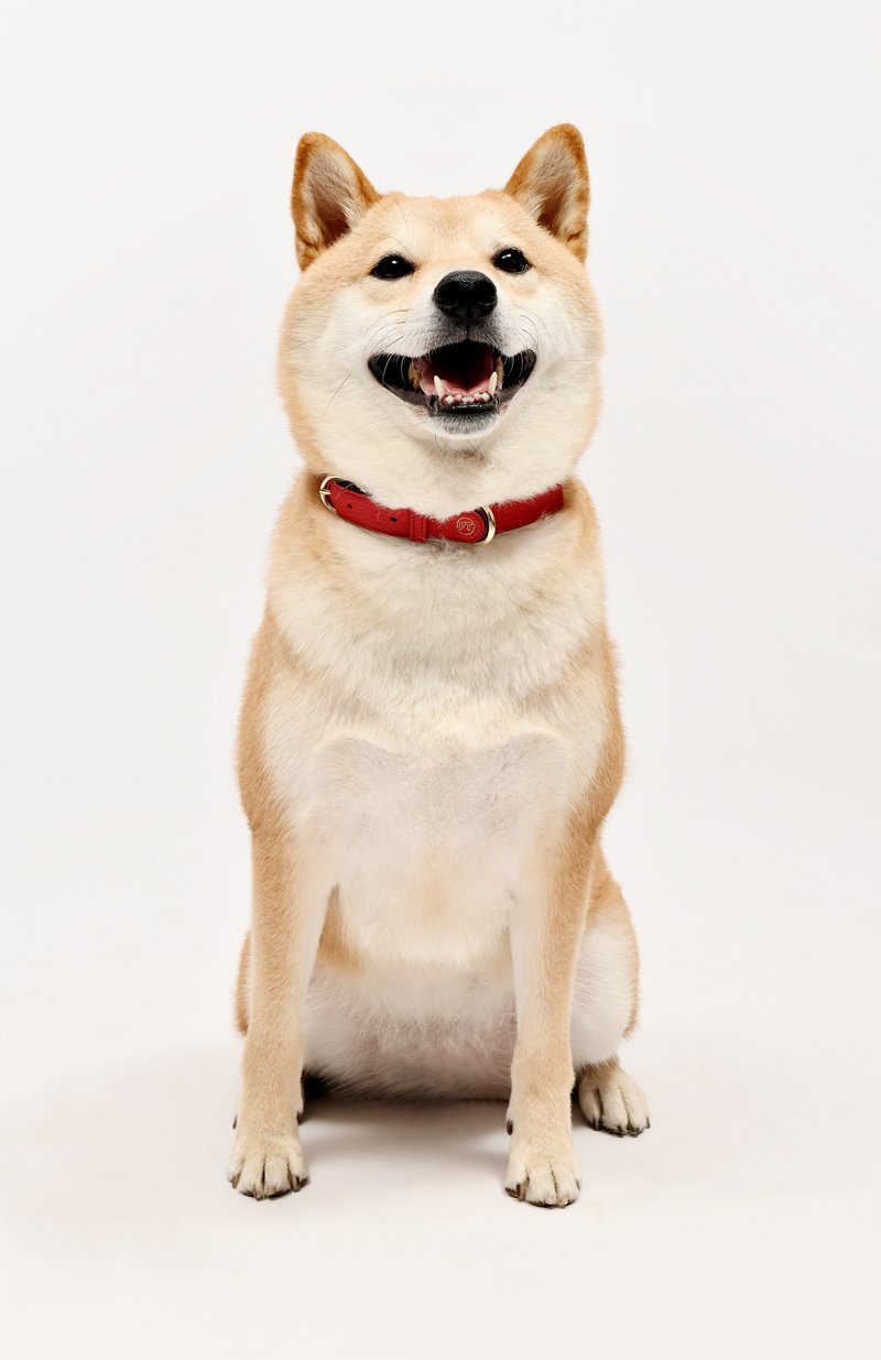 FT 经典系列: 真皮手工制项圈基本组合 (一套两件) - 项圈/牵绳 - 真皮 红色