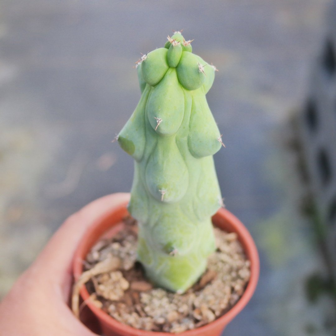 【豆豆多肉】【玉乳柱】乔迁│送礼│升迁│多肉植物 - 植栽/盆栽 - 植物．花 